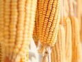 爆料视频农田玉米谷子,玉米与谷子共舞，揭秘丰收背后的秘密