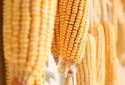 爆料视频农田玉米谷子,玉米与谷子共舞，揭秘丰收背后的秘密